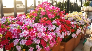 Ce printemps, plantez cette fleur sans tracas que les pollinisateurs adorent : jardin et balcon