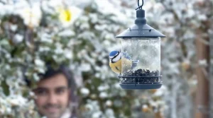 Cet aliment pas cher transforme votre jardin en refuge pour mésanges tout l’hiver, si vous le placez bien