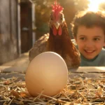La science a tranché : voici qui de l’œuf ou de la poule est arrivé en premier