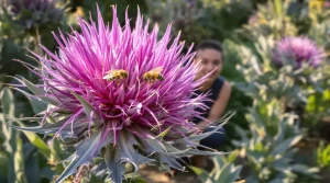 Les abeilles adorent ce légume, et nous aussi : pourquoi il attire autant au jardin