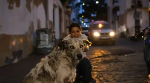 Maroc : derrière la CAN, l’extermination des chiens errants à cinq ans de la Coupe du monde