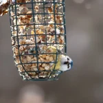 On parle souvent de nichoirs, mais rarement de cet aliment clé pour la survie des oiseaux en hiver