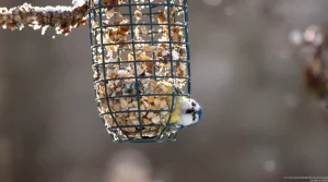 On parle souvent de nichoirs, mais rarement de cet aliment clé pour la survie des oiseaux en hiver