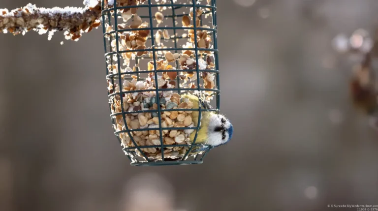 On parle souvent de nichoirs, mais rarement de cet aliment clé pour la survie des oiseaux en hiver