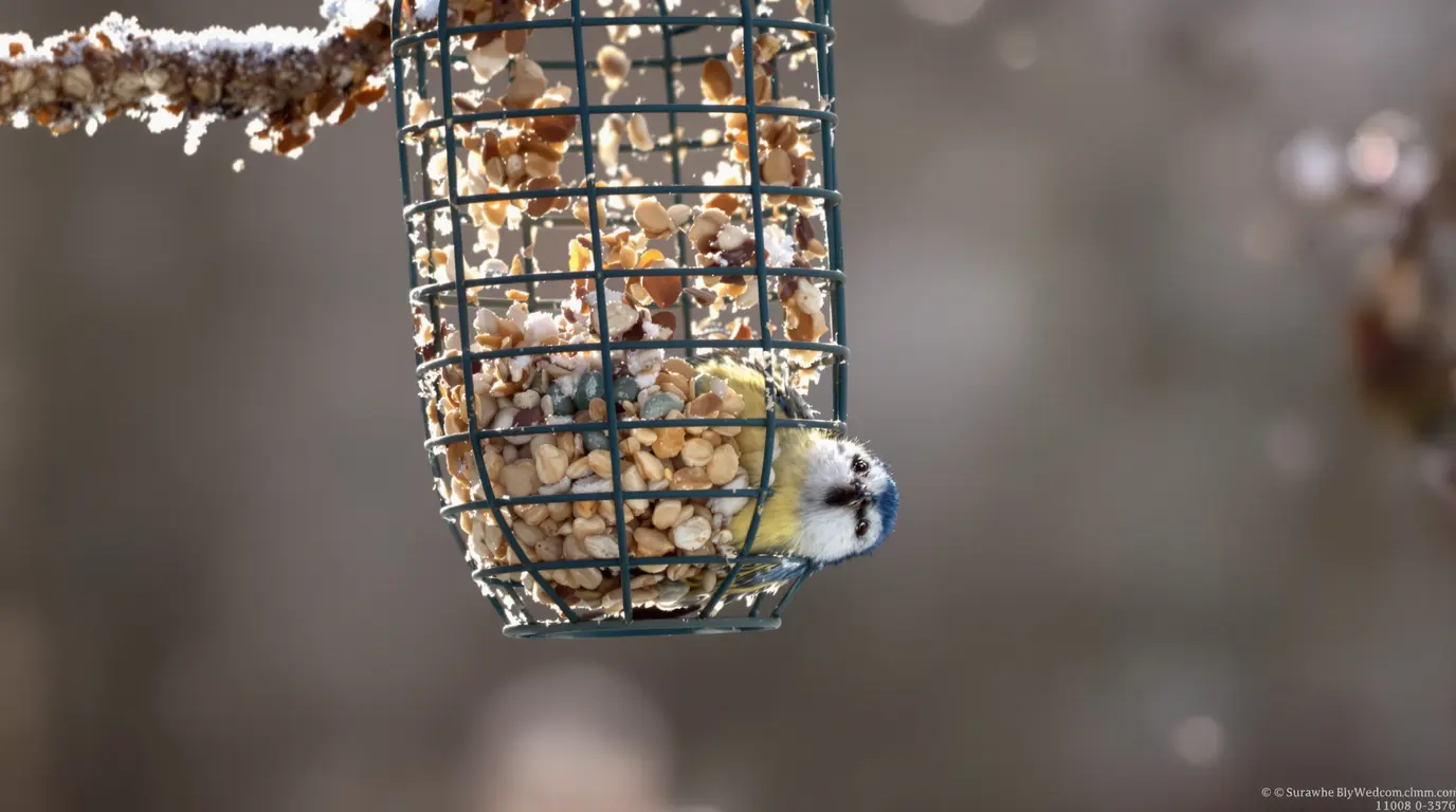 On parle souvent de nichoirs, mais rarement de cet aliment clé pour la survie des oiseaux en hiver On parle souvent de nichoirs, mais rarement de cet aliment clé pour la survie des oiseaux en hiver