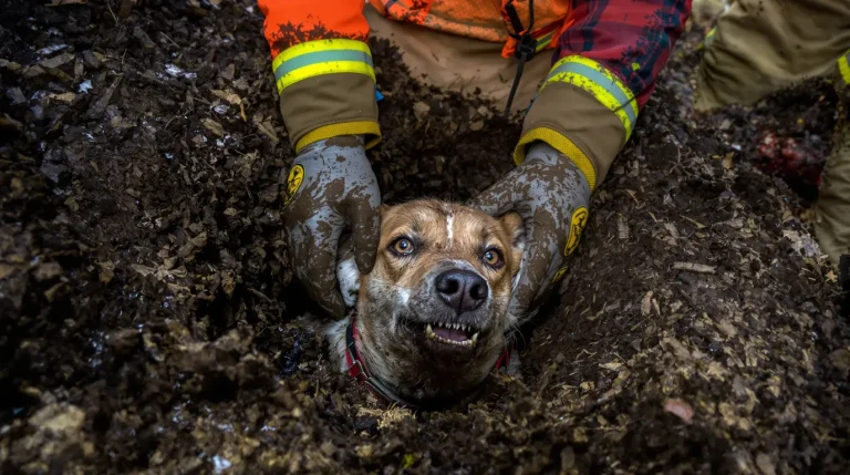 Coincée dans un terrier de blaireau lors d’une battue, une chienne de chasse est sauvée in extremis