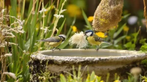 Comment aider facilement les oiseaux du jardin pendant la période de reproduction ?