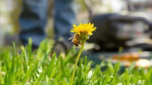 En avril, cette fleur jaune de pelouse tondue sans y penser comble le « creux de faim » des abeilles