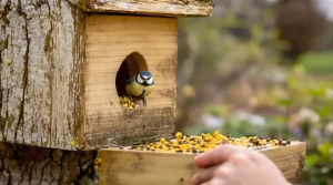 Frelon asiatique : cet oiseau du jardin protège vraiment vos abeilles, à condition de l’attirer dès mars