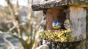 Les ornithologues le répètent chaque année : ce geste crucial sauve les oisillons, voici pourquoi