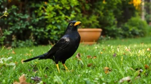 Merle dans le jardin : quelle est sa signification, et ce que sa présence révèle vraiment ?